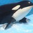 Zekumi profile pic