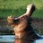 Hippopotamus profile pic
