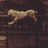 fidolofido profile pic