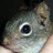 mephitine profile pic
