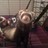 ferrets4peace profile pic