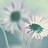 Endless_Summer profile pic