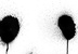 The panda