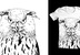 Eagle-Owl