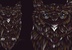 WILD OWL