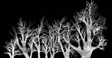 Hidden Deer Forest