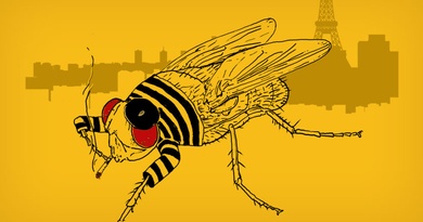 FrenchFly