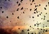 The Flock II
