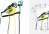 Blue Tit