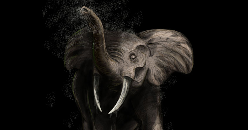 African Elephant 