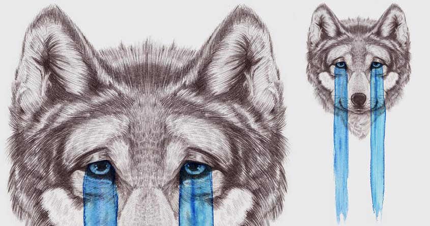 Don't Cry Wolf