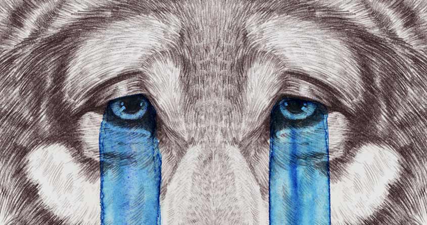 Don't Cry Wolf