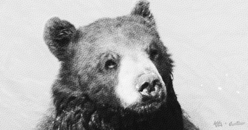 Bear It All