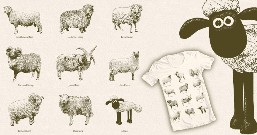 Sheep!