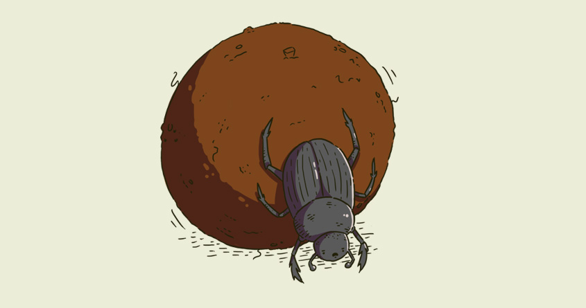 Wise Dung Beetle