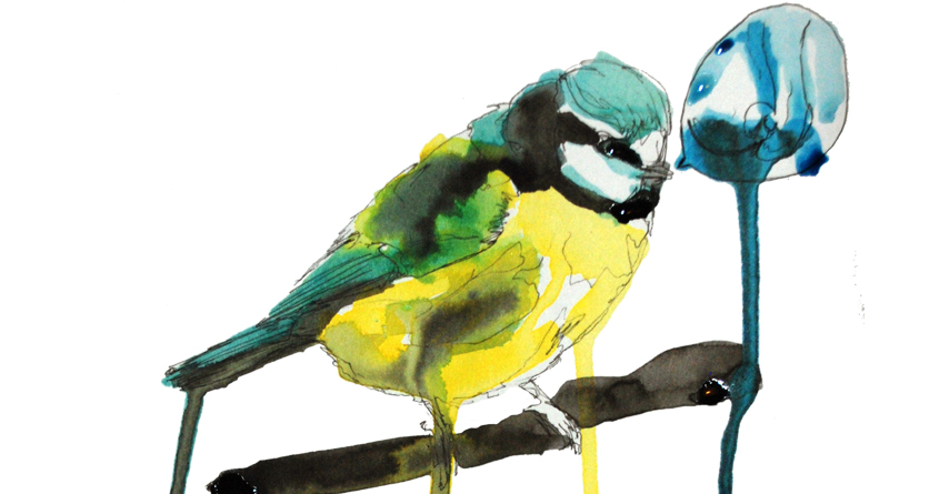 Blue Tit