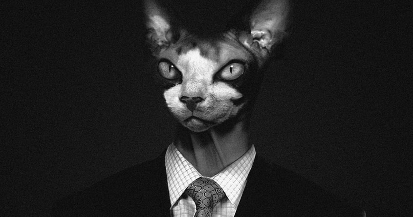 The Cat