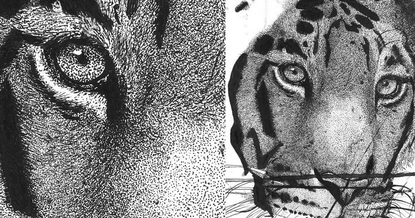 Bengal Tiger
